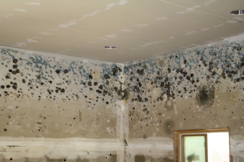 Mold-in-Building-1024x683